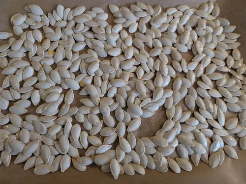 Graines de citrouille non cuites